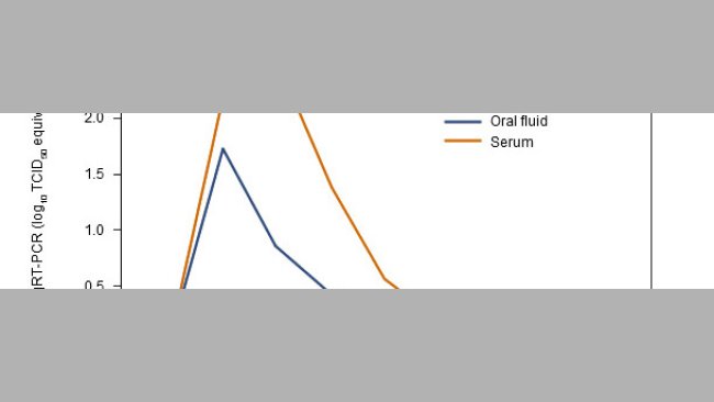 Serum und Oral Fluids PRRSV qRT-PCR Ergebnisse