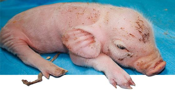 Erkranktes Ferkel