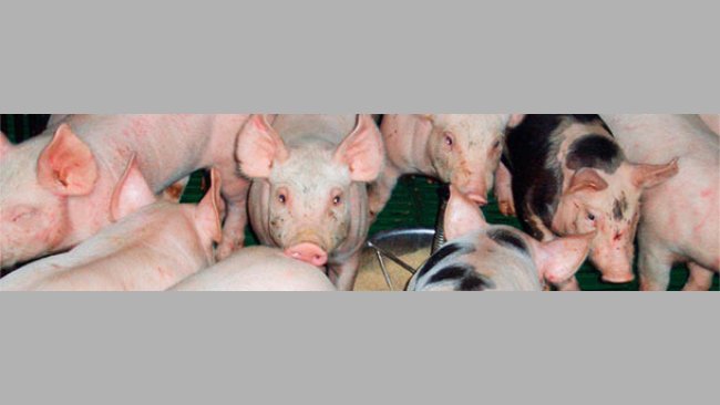 Hohes Absetzgewicht ⇒ Verringertes Risiko E. coli-bedingter Erkrankungen