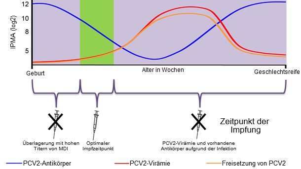 Optimaler Zeitpunkt f&uuml;r eine Impfung der Ferkel gegen PCV2