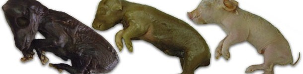 PCV-2 Auswirkung bei Geburt