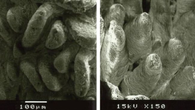 Figura 2. Immagine al microscopio elettronico della superficie della mucosa duodenale nei suinetti svezzati alimentati con A: dieta senza fibre aggiunte (altezza dei villi: 538 µm) e B: 1% di lignocellulosa (altezza dei villi: 616 µm) (adattato da Silva-Guillen et al., 2022).