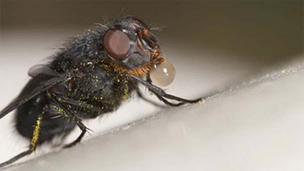 La mosca getta la saliva sul cibo per scioglierlo e poi lo succhia con la proboscide.
