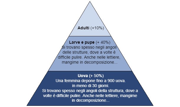 Potenziale riproduttivo della mosca domestica
