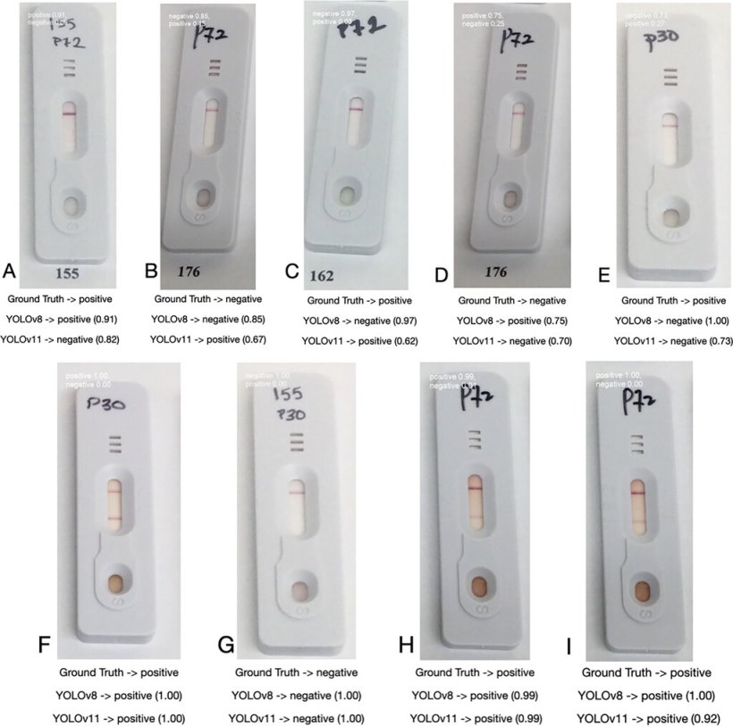 Figura 4 Esempio di immagini classificate da YOLOv8 e YOLOv11. Il risultato di verit&agrave; di base &egrave; mostrato subito sotto un'immagine, seguito dalla previsione del modello e dalla confidenza del modello tra parentesi. Fonte: American Journal of Veterinary Research 86, S1;&nbsp;10.2460/ajvr.24.10.0305
