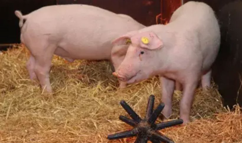 Cerdos editados gen&eacute;ticamente resistentes a la peste porcina cl&aacute;sica.
