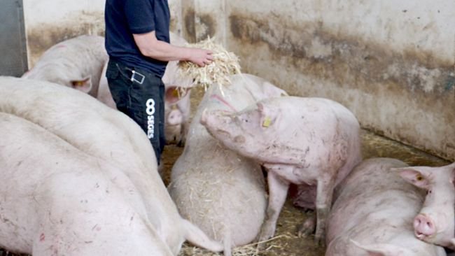 Foto 2: Ispezione giornaliera delle scrofe – ricerca di scrofe zoppe.