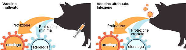 Tipo de protecci&oacute;n