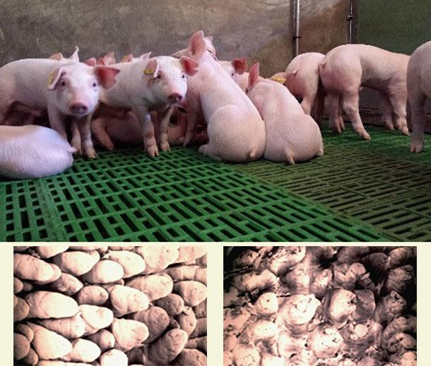 Foto 1.&nbsp; Il digiuno dopo lo svezzamento provoca un accorciamento dei villi intestinali del suinetto, ostacolando l'assorbimento del cibo e favorendo la comparsa di diarree.
