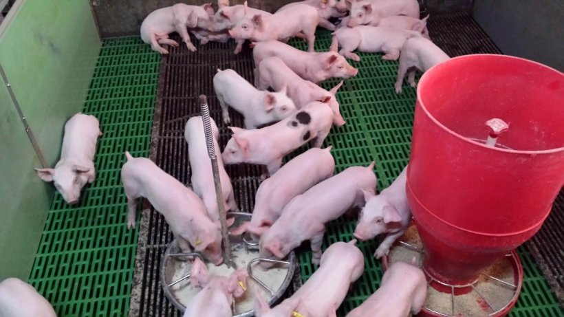 Foto 2. In sala parto il suinetto&nbsp;mangia quasi una volta all'ora e mangia sempre mentre mangia il resto dei suinetti della figliata. Allo svezzamento, &egrave; molto importante fornire piatti&nbsp;aggiuntivi che consentano al suinetto&nbsp;di mantenere tale schema alimentare "in compagnia". Inoltre, i piatti con acqua e mangime facilitano l'apprendimento.
