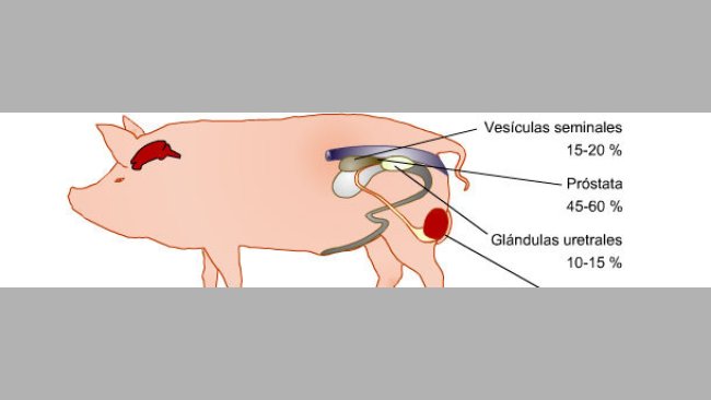 Aparato genital del verraco