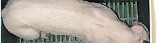 espina dorsal marcada