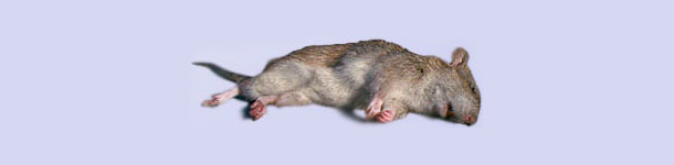 Rata muerta