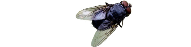 Mosca