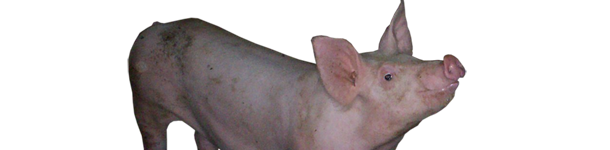 Cerdo con moscas