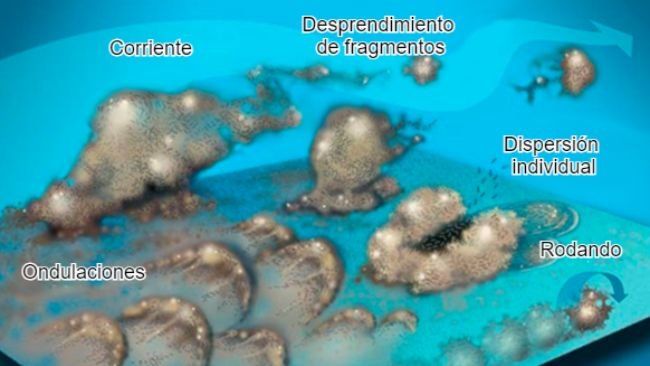 Figura 7. Las bacterias del biofilm pueden mobilizarse de muchas formas: Colectivamente ya sea en ondulaciones, rodando sobre la superficie o desprendiéndose en grupos o individualmente, dispersándose en la corriente. Fuente: Center for Biofilm Engineering, Montana State University