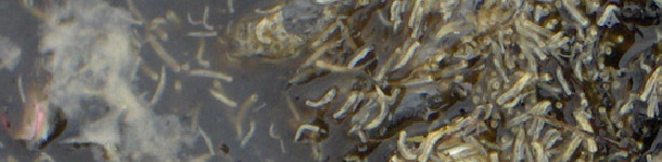 larvas de mosca