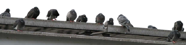 Palomas