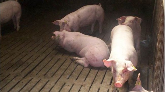Cerdos de engorde