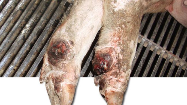 Desprendimiento del d&iacute;gito auxiliar