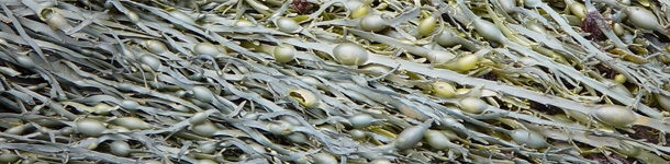 Seaweed 