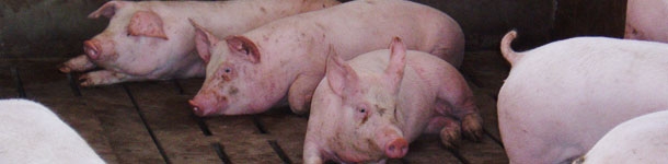 Engorde porcino