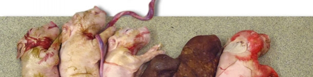 Camada de una cerda infectada experimentalmente con PCV2 en el momento de la inseminaci&oacute;n. N&oacute;tese el peque&ntilde;o tama&ntilde;o de la camada y la presencia de dos fetos  momificados.