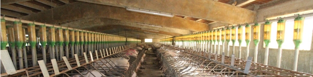 alimentacion gestaci&oacute;n