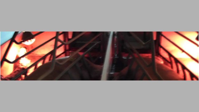 Si el foco las molesta, las cerdas suelen tumbarse de espaldas