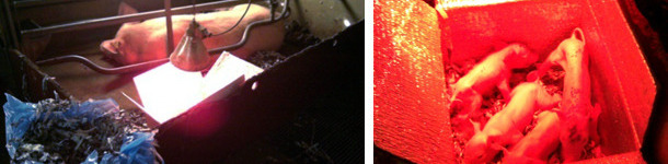 Lechones en la caja hipert&eacute;rmica