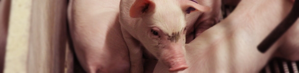 Lech&oacute;n en maternidad