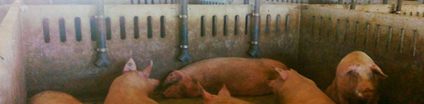 Ca&iacute;da de pienso directamente al suelo