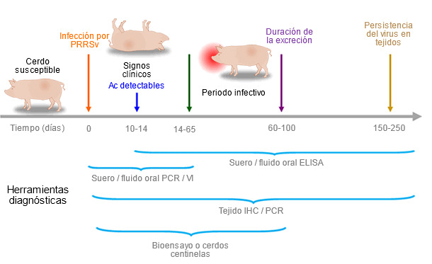 Capacidad de las herramientas diagn&oacute;sticas para detectar ant&iacute;genos o anticuerpos de PRRSV durante la infecci&oacute;n.