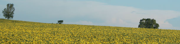 Campo de girasoles