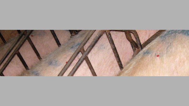 Primero marcamos todas las cerdas que queramos examinar