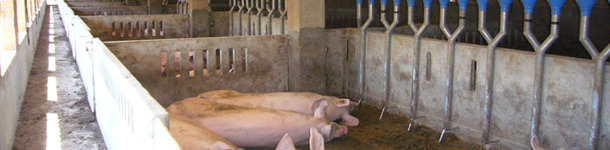 Comederos longitudinales tipo canal con dosificadores ca&iacute;da individuales, con separaci&oacute;n