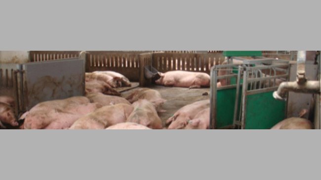 Estación electrónica de alimentación