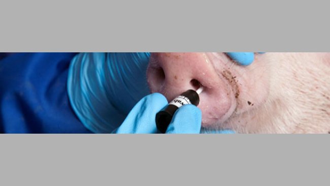 Toma de muestra por hisopado nasal.