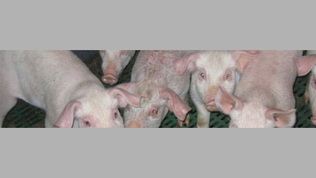 Acute generalized EE