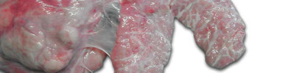 Pulm&oacute;n derecho de un cerdo. Pleuritis ventro-craneal cr&oacute;nica que afecta al l&oacute;bulo card&iacute;aco y la parte craneal del l&oacute;bulo diafragm&aacute;tico.