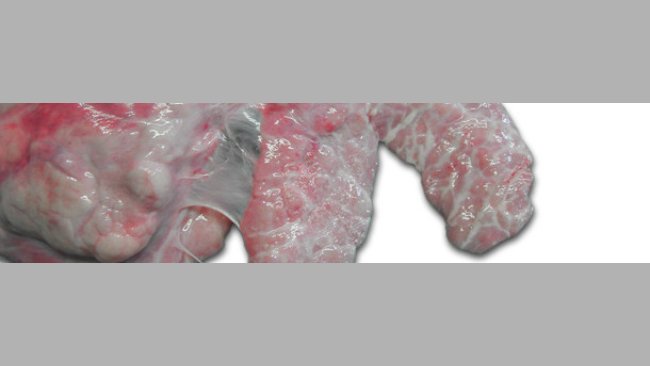 Pulmón derecho de un cerdo. Pleuritis ventro-craneal crónica que afecta al lóbulo cardíaco y la parte craneal del lóbulo diafragmático.