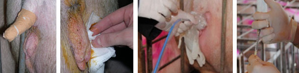 Limpieza cuidadosa de la zona perineal de la receptora e inserci&oacute;n del cat&eacute;ter y de los embriones