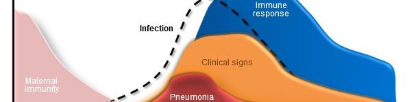 Din&aacute;mica de infecci&oacute;n de Mycoplasma hyopneumoniae, signos cl&iacute;nicos y respuesta del hospedador. 