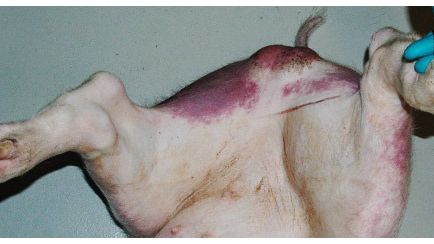 Enrojecimiento y cianosis en las patas traseras