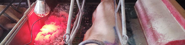 Haciendo nodrizas para adopciones 2