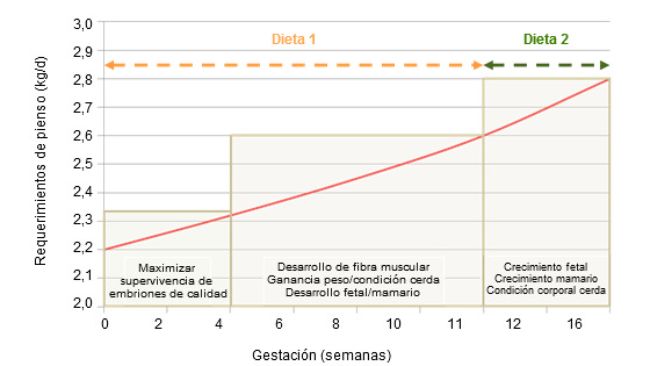 Prioridades en la alimentaci&oacute;n de la cerda en gestaci&oacute;n