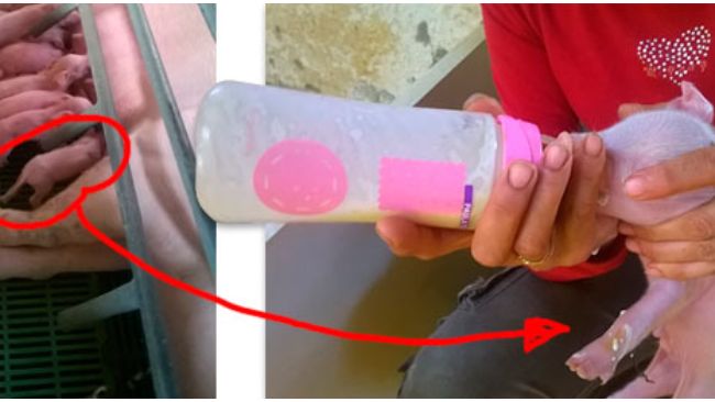 La operaria de partos dispone de m&aacute;s tiempo para encalostrar y cuidar a los lechones m&aacute;s d&eacute;biles