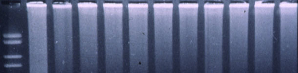 Figura 3. PCR fluorog&eacute;nica para detectar PRRSV.