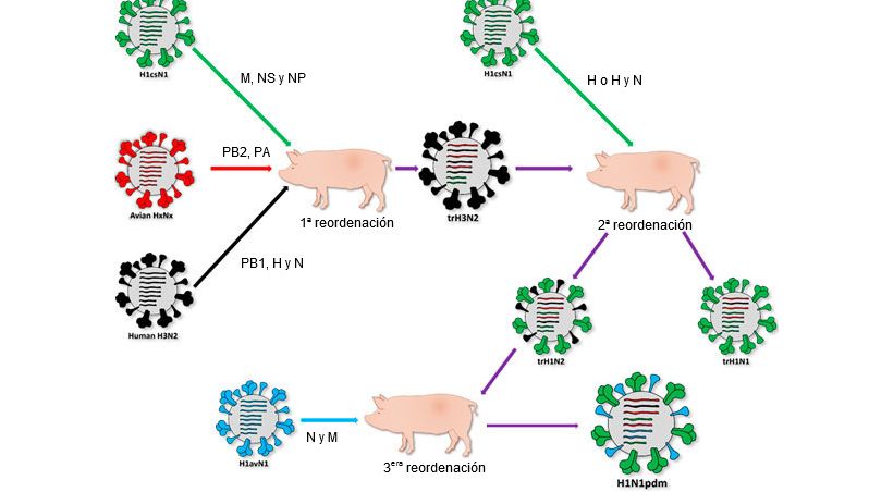 Origen de la cepa causante de la pandemia de 2009 H1N1pdm