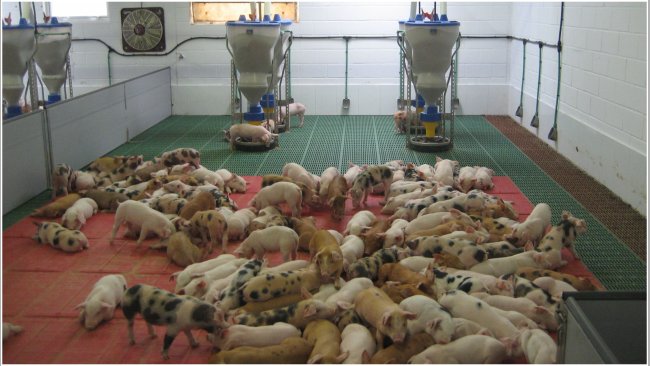 Granjas de alta productividad y sanidad